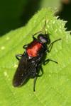 Clitellaria ephippium