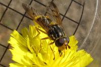Ferdinandea cuprea