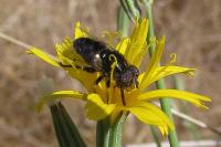 Eristalinus sepulchralis