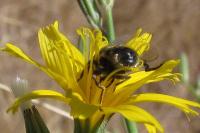 Eristalinus sepulchralis