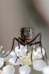 Empis tessellata