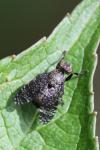 Platystoma seminationis
