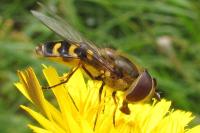 Scaeva selenitica