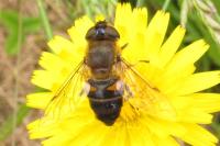 Eristalis similis