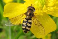 Eupeodes corollae