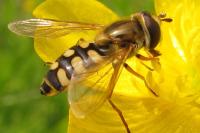 Eupeodes corollae
