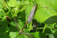 Nephrotoma appendiculata