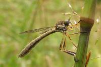 Leptogaster cylindrica