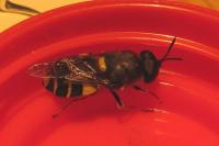 Stratiomys potamida