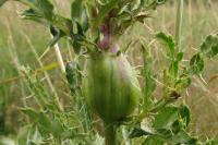Urophora cardui