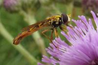 Sphaerophoria scripta