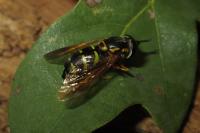 Chrysotoxum festivum