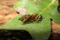 Chrysotoxum festivum
