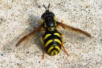 Chrysotoxum intermedium