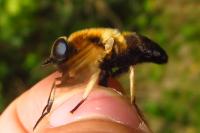 Therioplectes gigas