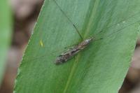 Tipula rufina