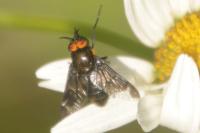 Chrysops caecutiens