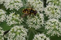 Myathropa florea