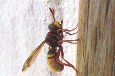 Conops vesicularis