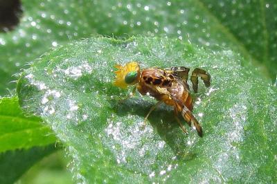 Goniglossum wiedemanni