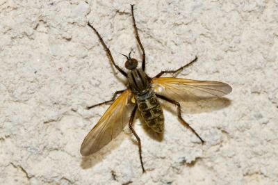 Empis tessellata