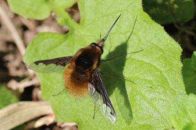 Bombylius major