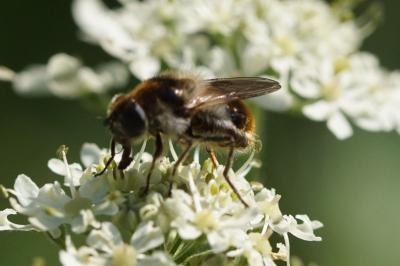 Cheilosia illustrata