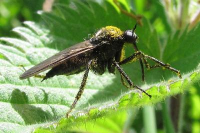Empis ciliata